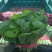 优质小白菜大量上市质量好颜色绿