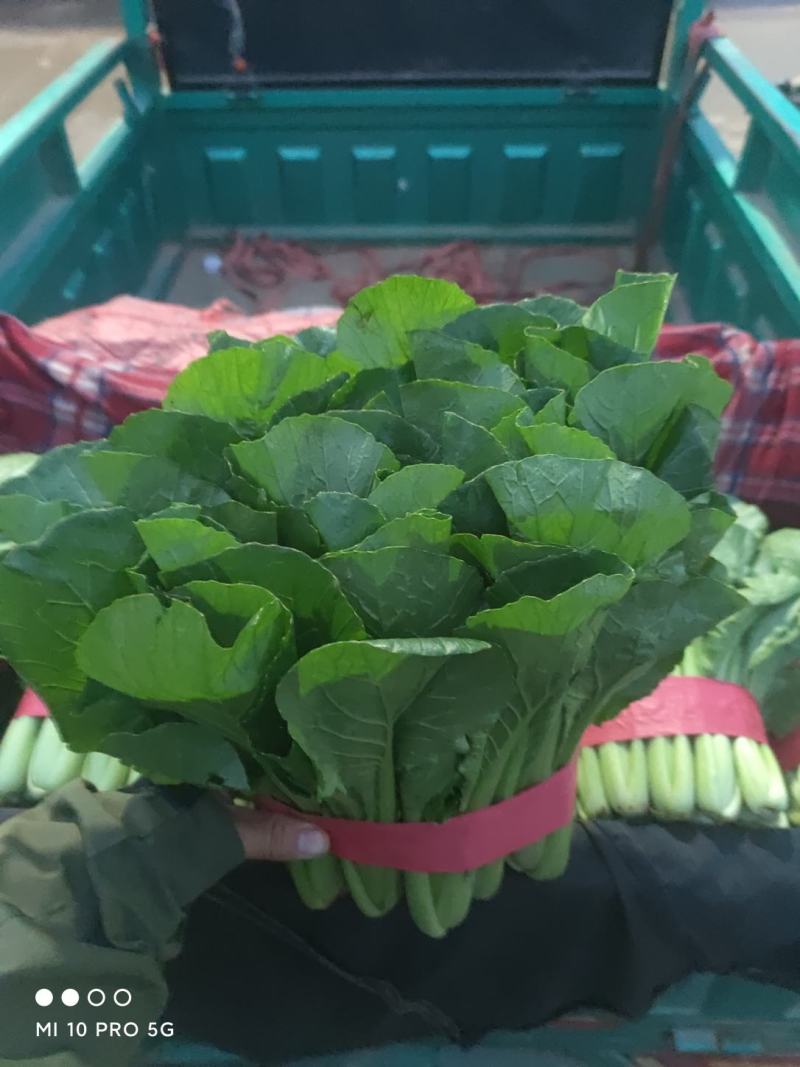 优质小白菜大量上市质量好颜色绿