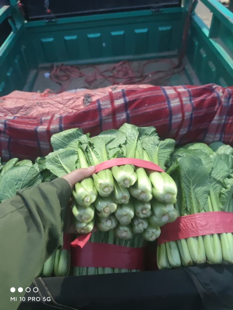 优质小白菜大量上市质量好颜色绿