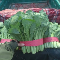 优质小白菜大量上市质量好颜色绿