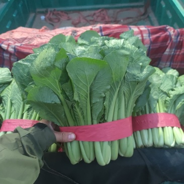优质小白菜大量上市质量好颜色绿