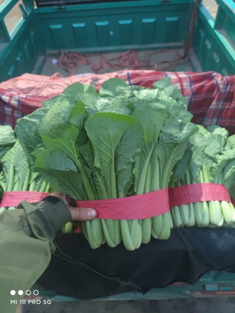 优质小白菜大量上市质量好颜色绿