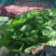 优质小白菜大量上市质量好颜色绿