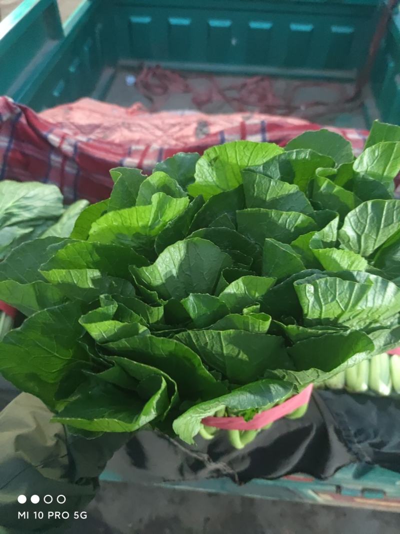 优质小白菜大量上市质量好颜色绿