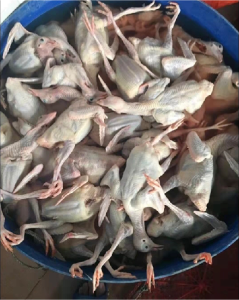 乳鸽产地直销现杀现发长期合作价格优惠