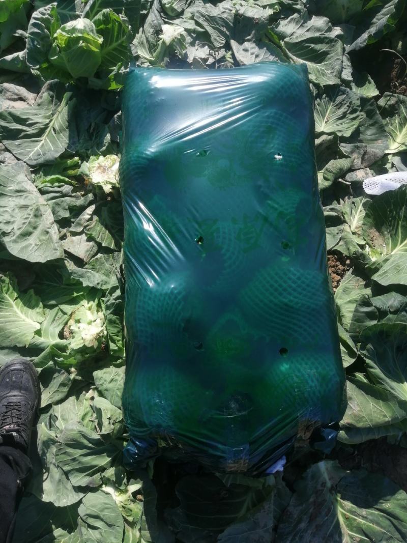湖北精品甘蓝己大量上市，有需求的客户请联系。