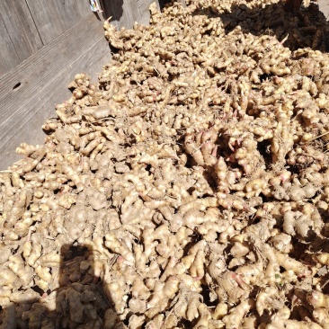 高山生姜，新鲜现挖现发货，货源充足，质量保证价格低