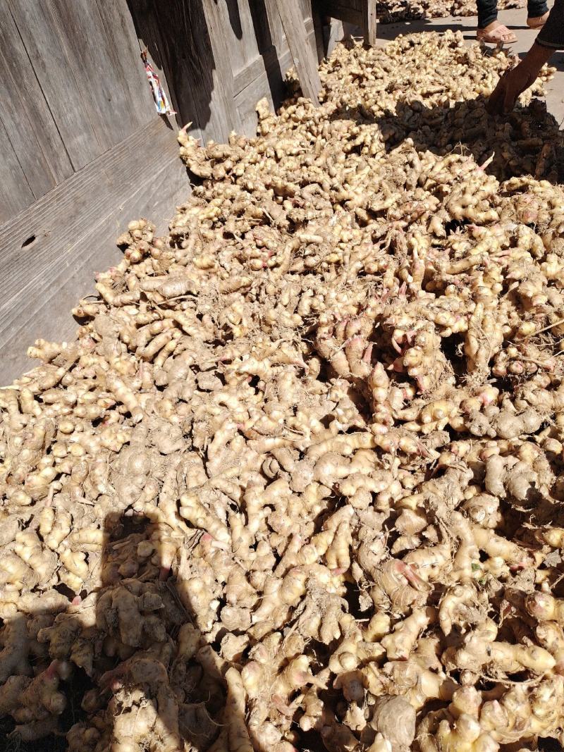 高山生姜，新鲜现挖现发货，货源充足，质量保证价格低