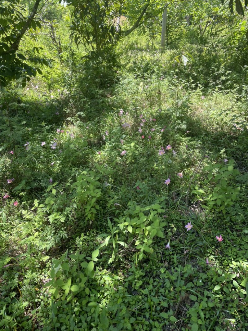 韭兰花