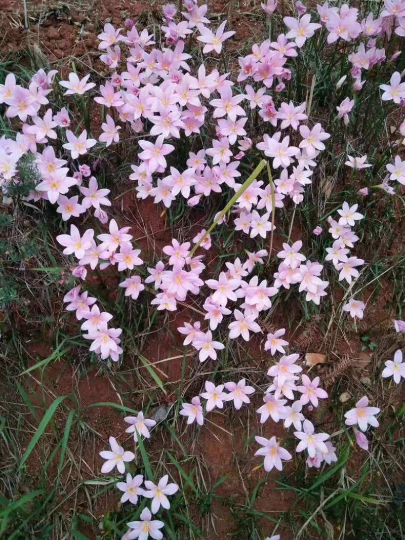 韭兰花