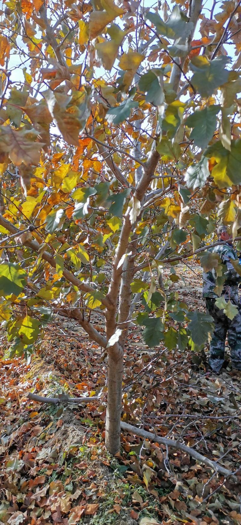 精品五公分山楂树十公分山楂树三十公分山楂树规格齐全量大