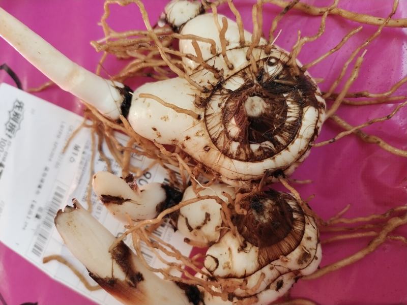 白芨，紫花三叉白芨。基地直供，对接全国需要老板尽管来电，