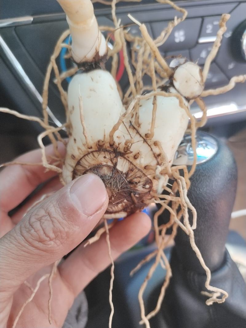 白芨，紫花三叉白芨。基地直供，对接全国需要老板尽管来电，