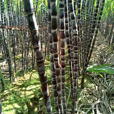 黑甘蔗广西崇左南宁百色地区