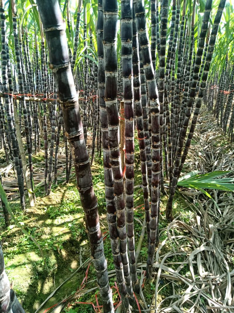 黑甘蔗广西崇左南宁百色地区