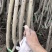 组培矮化樱桃苗,美早佛里斯科,俄罗斯八号,齐早樱桃苗,