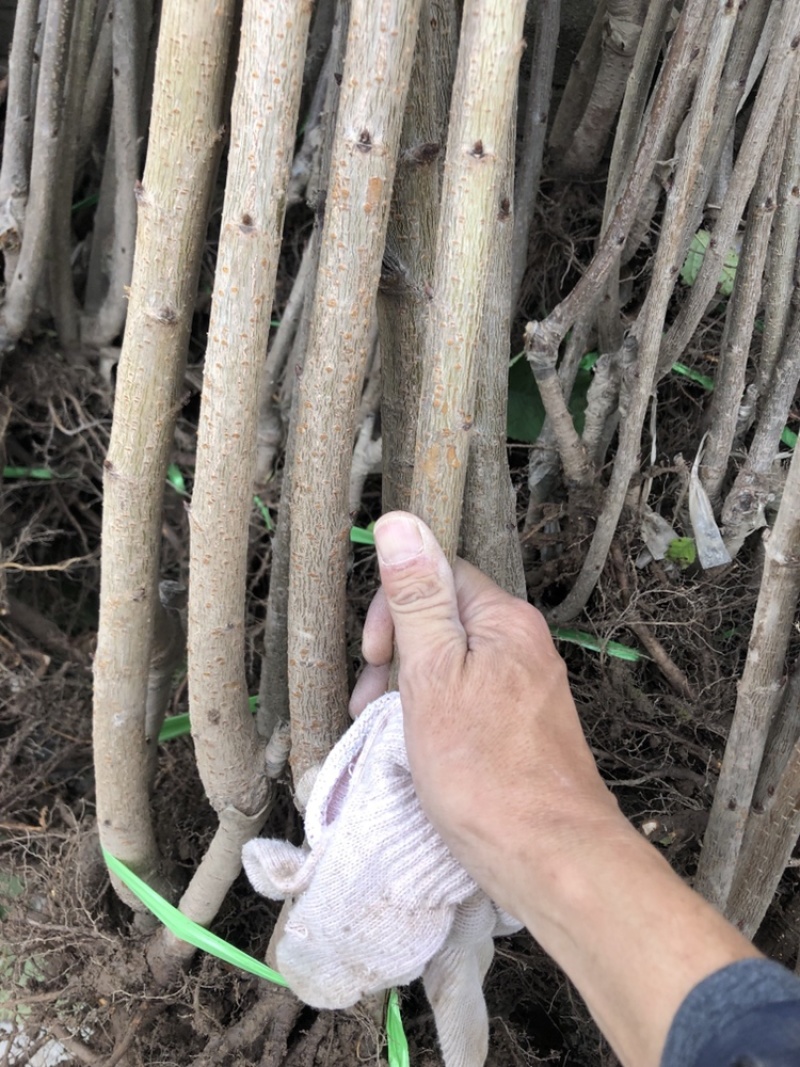 组培矮化樱桃苗，美早佛里斯科，俄罗斯八号，齐早樱桃苗，