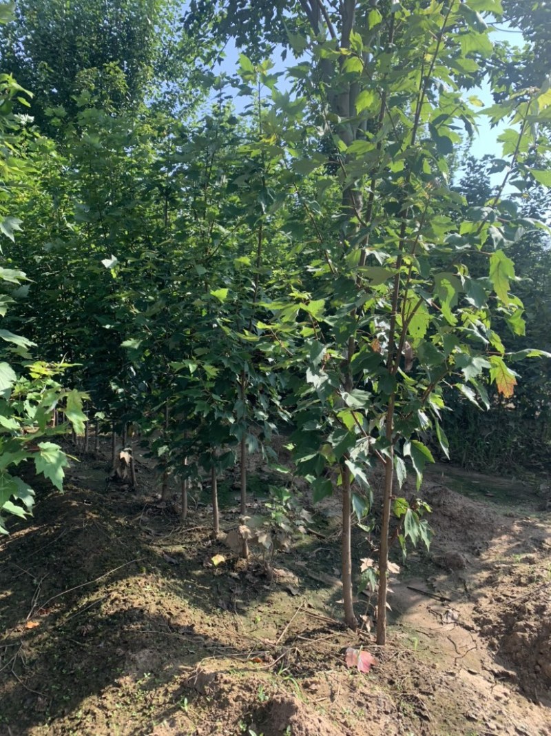 大量供应1公分到18公分美国红枫，基地直供，优惠多多