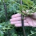 无刺花椒苗,无刺伏椒,当年挂果,签质保合同,产量高