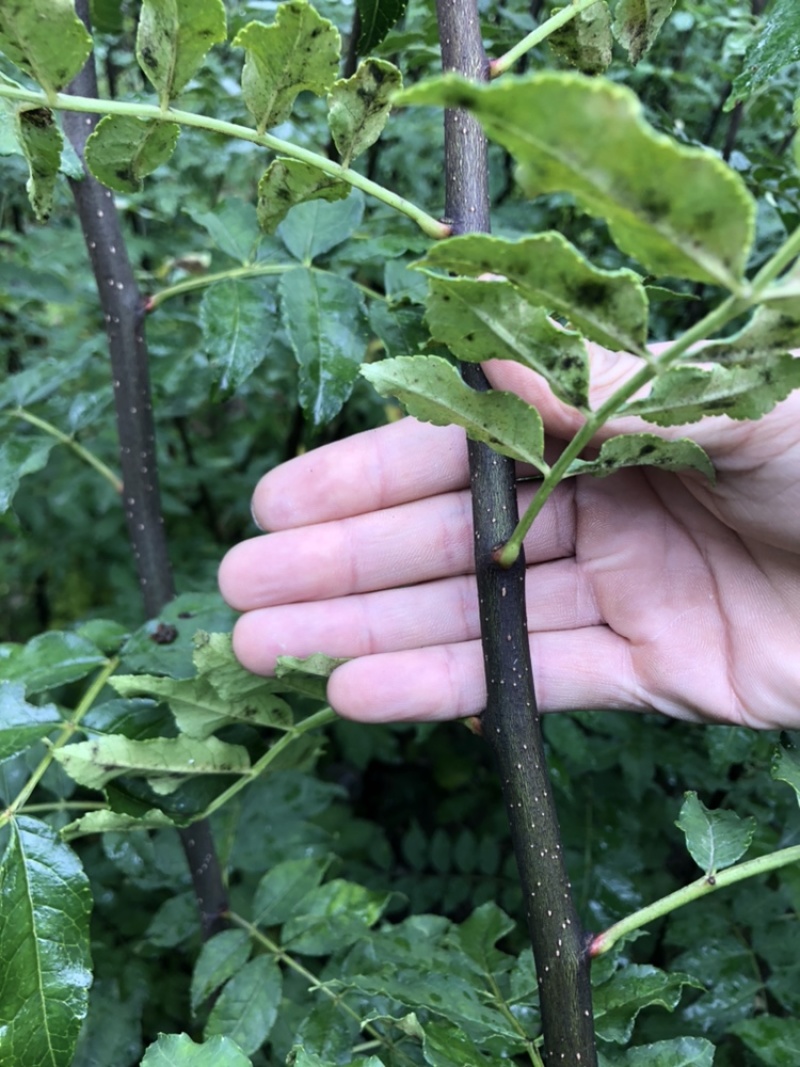 无刺花椒苗，无刺伏椒，当年挂果，签质保合同，产量高
