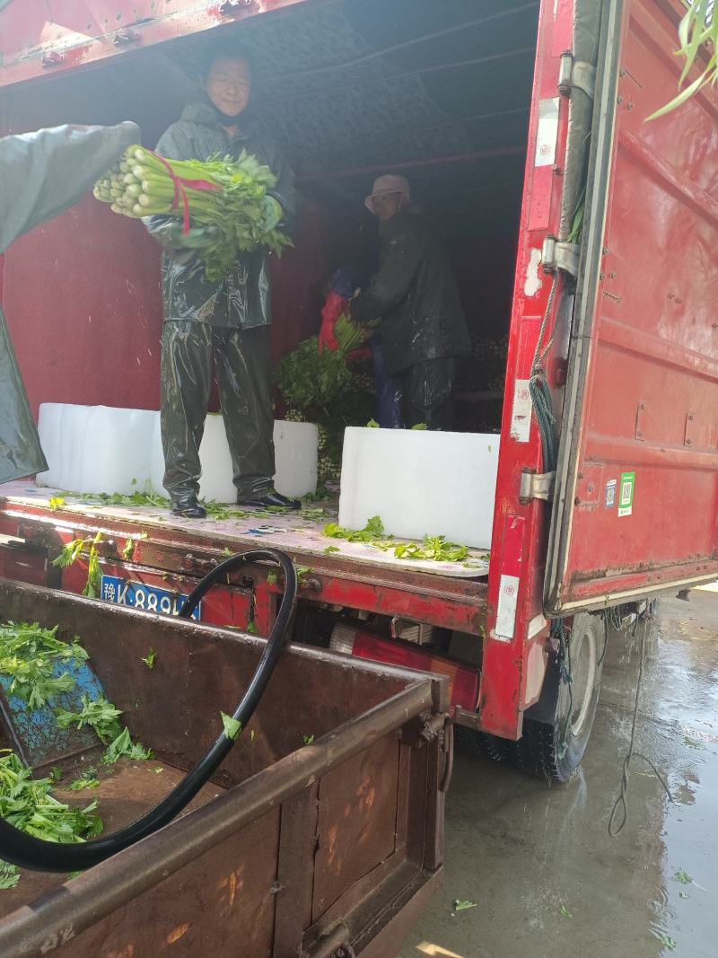 叶菜芹菜，可加冰，走市场，走超市，供应全国
