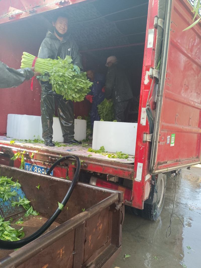 叶菜芹菜，可加冰，走市场，走超市，供应全国