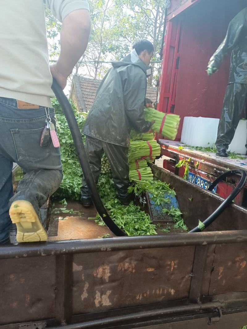 叶菜芹菜，可加冰，走市场，走超市，供应全国