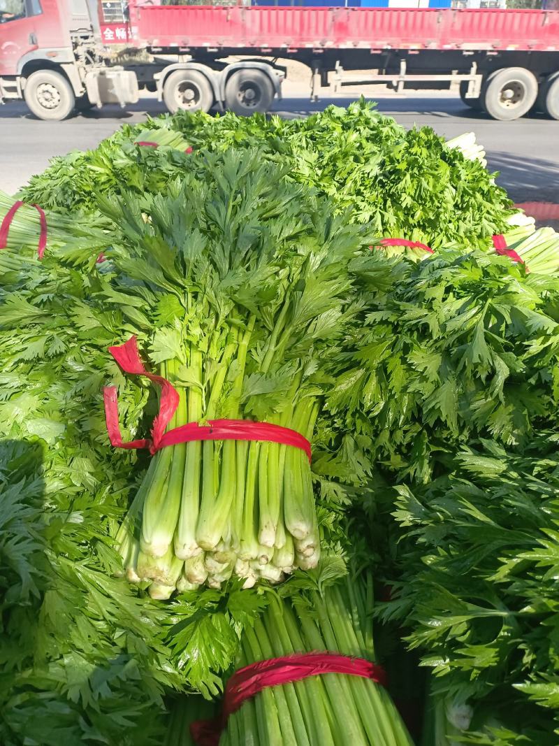 叶菜芹菜，可加冰，走市场，走超市，供应全国