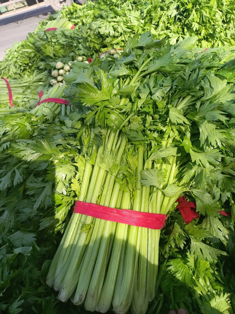 叶菜芹菜，可加冰，走市场，走超市，供应全国