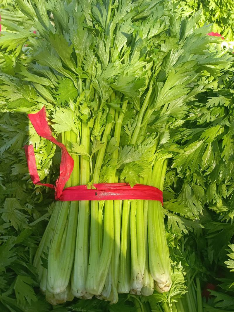 叶菜芹菜，可加冰，走市场，走超市，供应全国