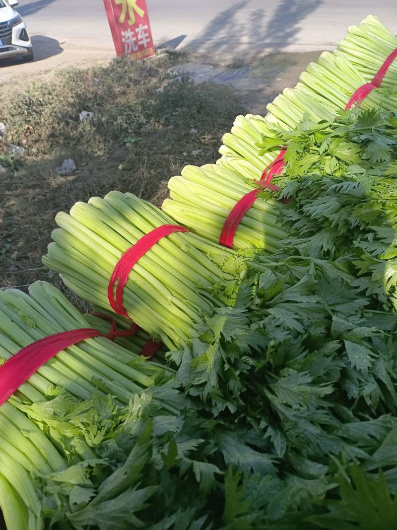 叶菜芹菜，可加冰，走市场，走超市，供应全国