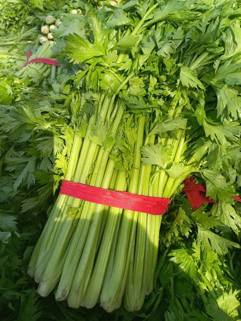 叶菜芹菜，可加冰，走市场，走超市，供应全国