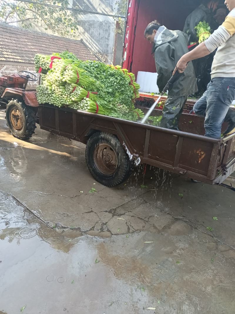 叶菜芹菜，可加冰，走市场，走超市，供应全国
