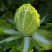 新疆大白菜