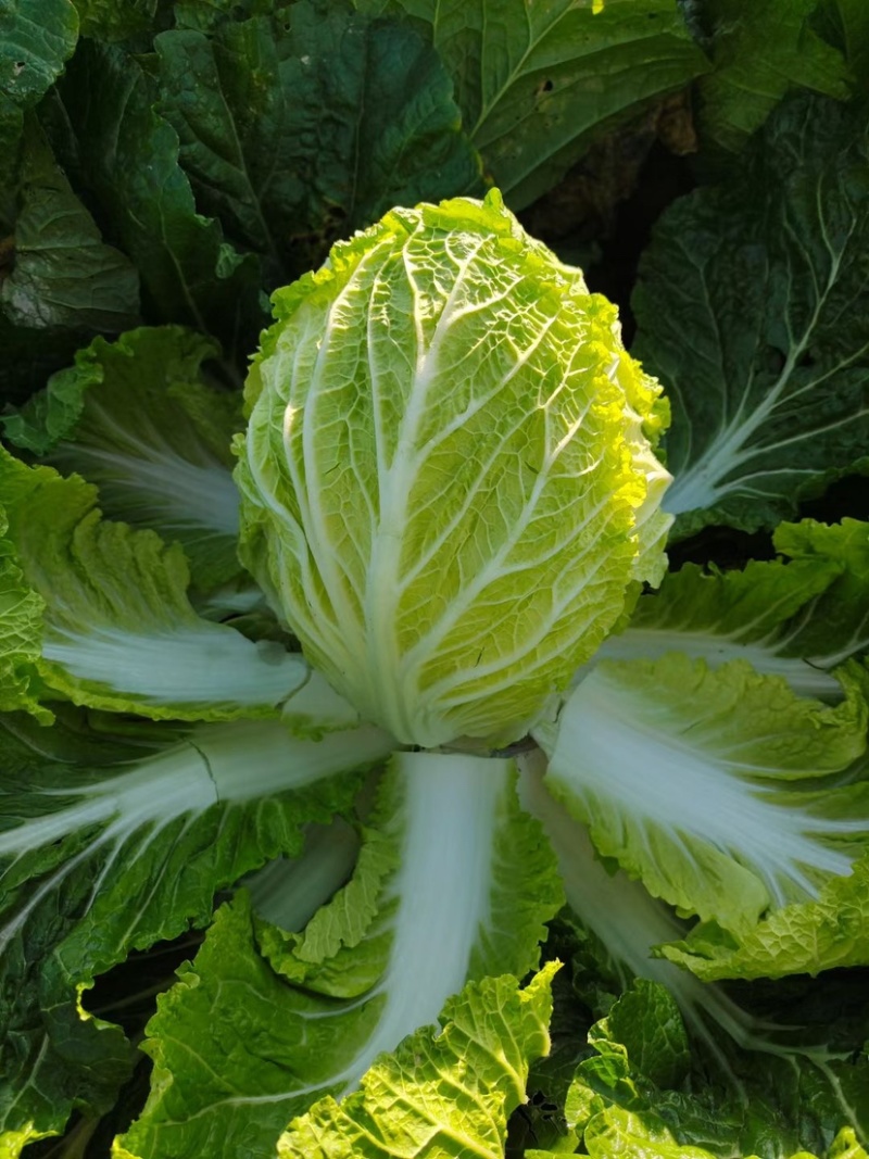 新疆大白菜