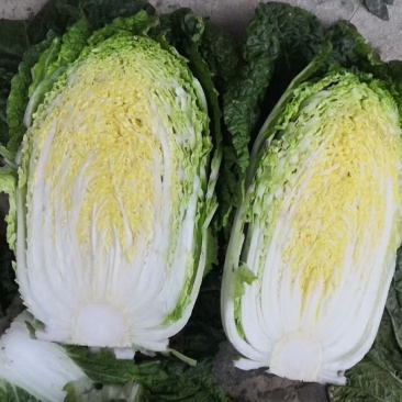 新疆大白菜