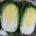 新疆大白菜