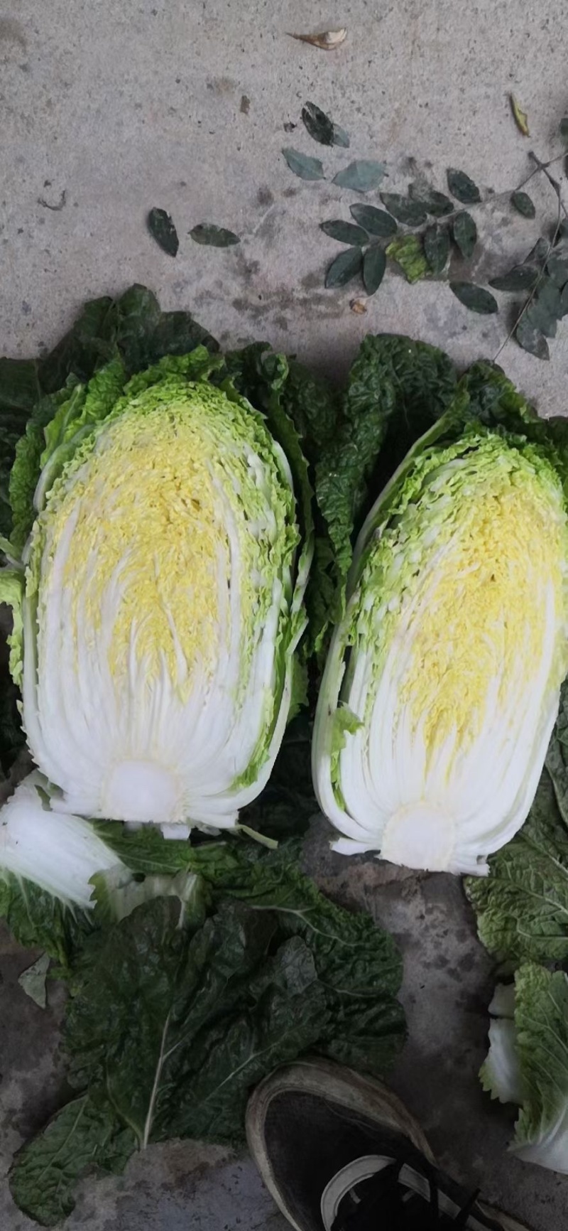 新疆大白菜