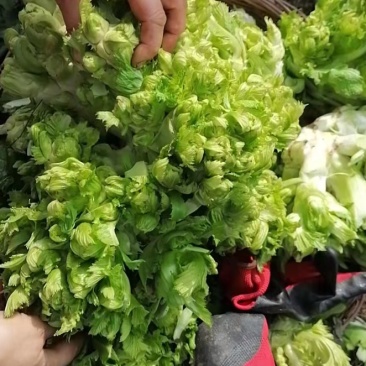 儿菜