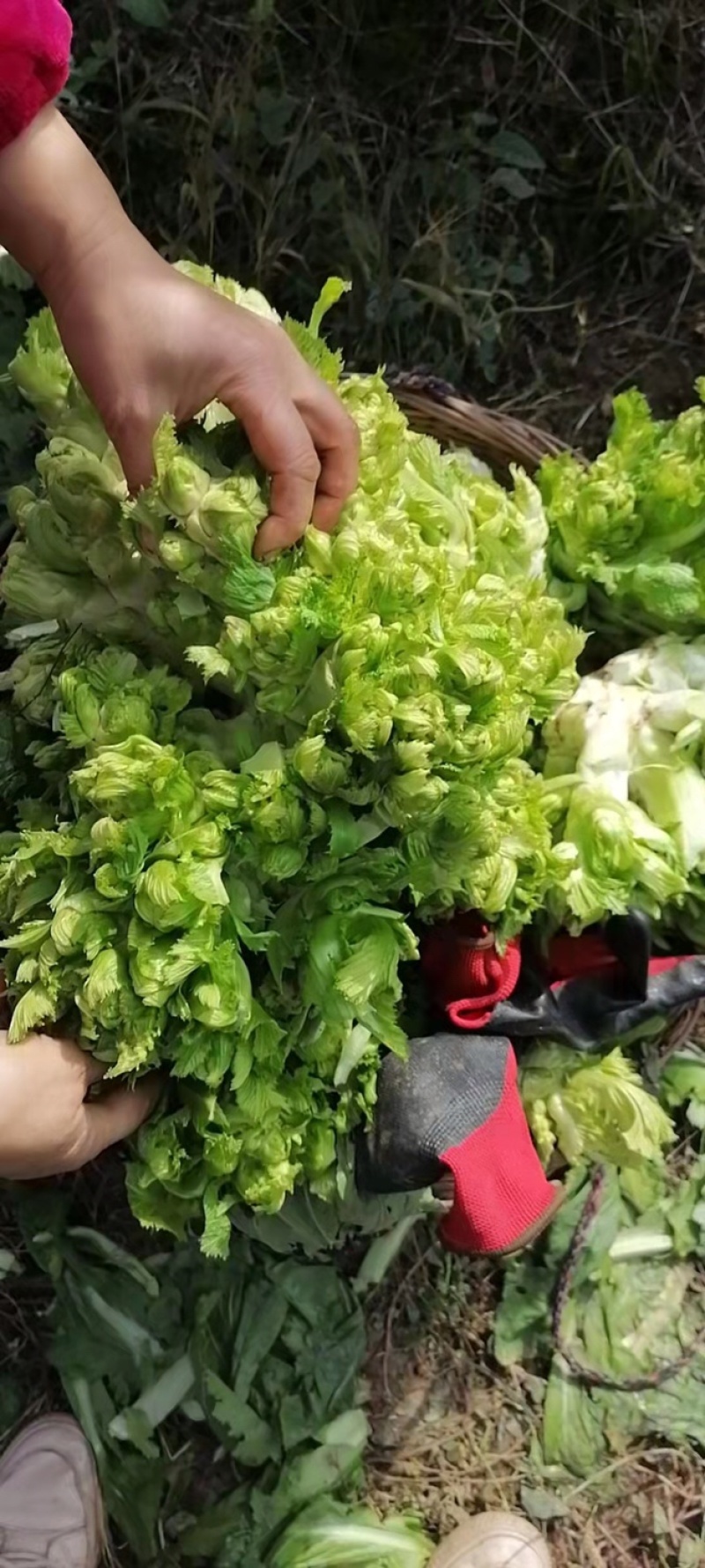 儿菜