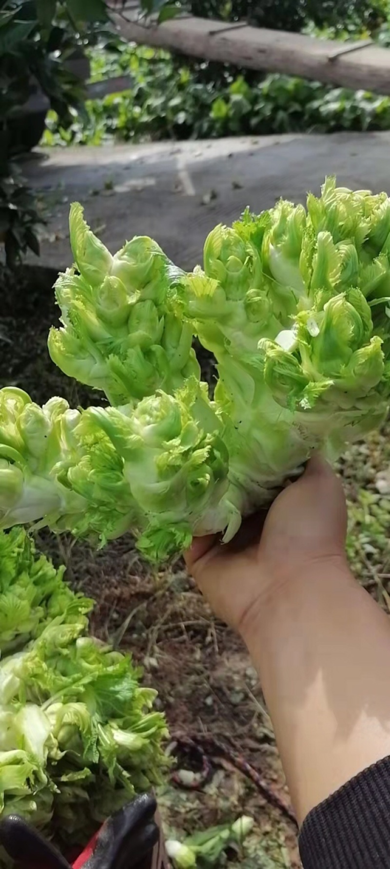 儿菜