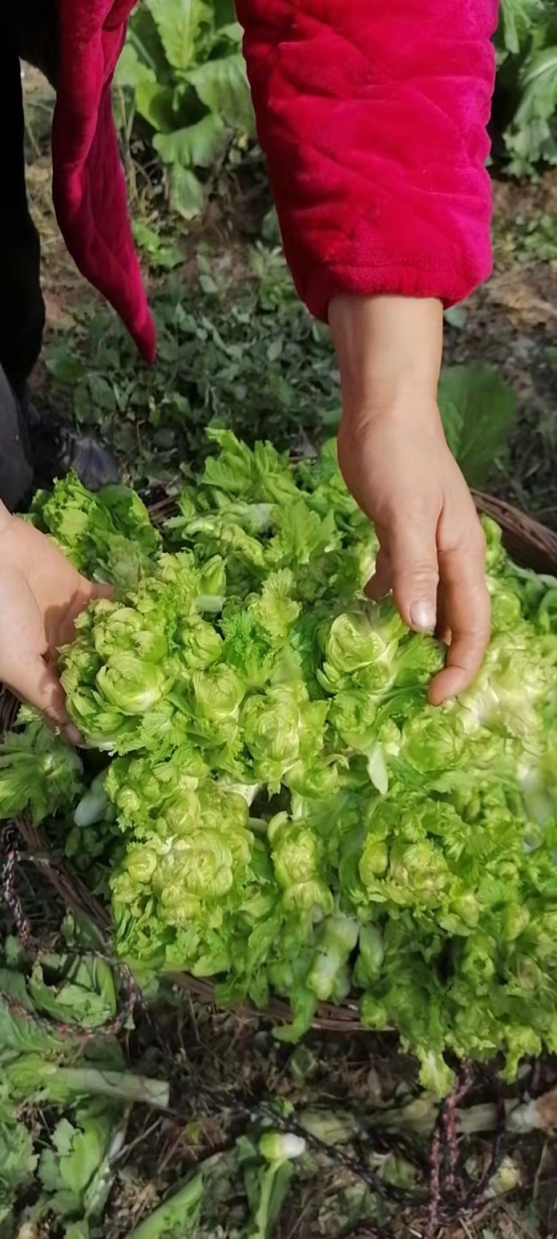 儿菜