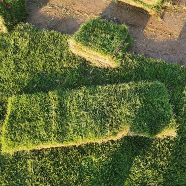 【推荐】草坪草马尼拉草皮兰引三号草块草卷千亩基地全国批发