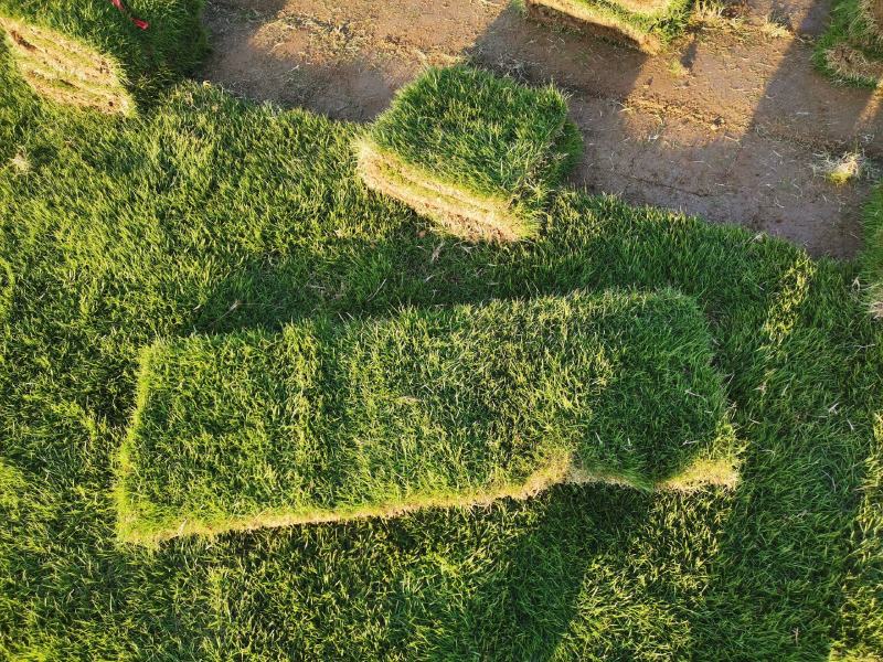 【推荐】草坪草马尼拉草皮兰引三号草块草卷千亩基地全国批发