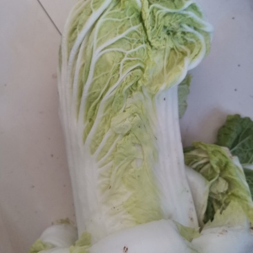 大白菜