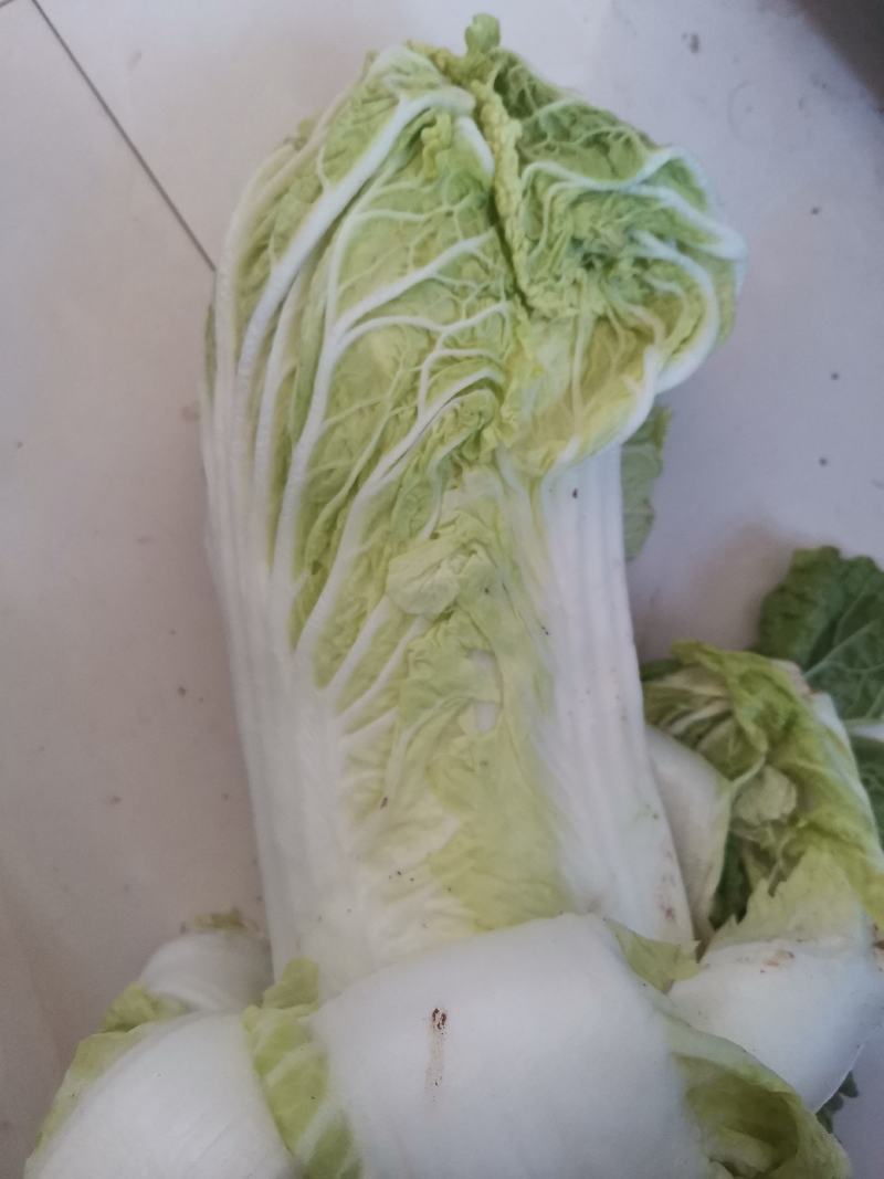 大白菜