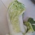 大白菜