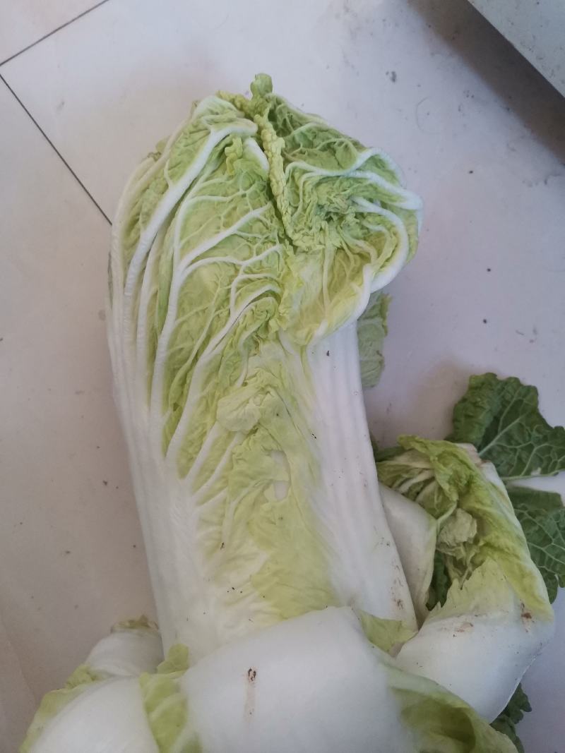 大白菜