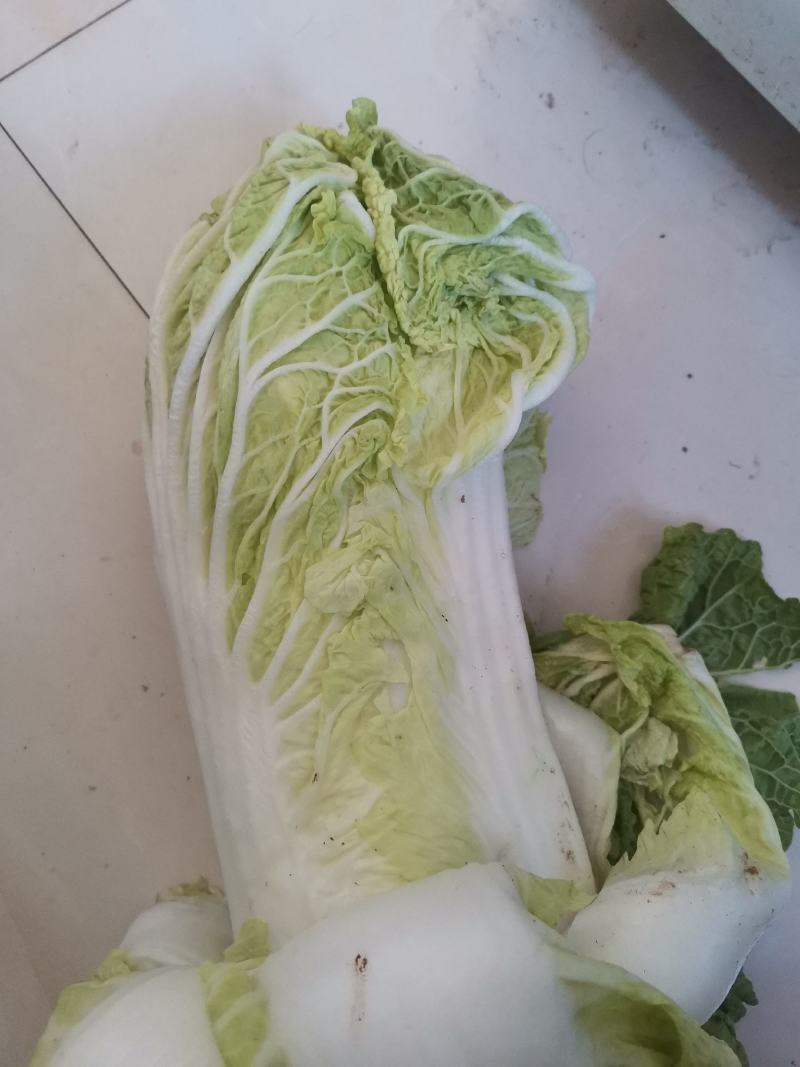 大白菜