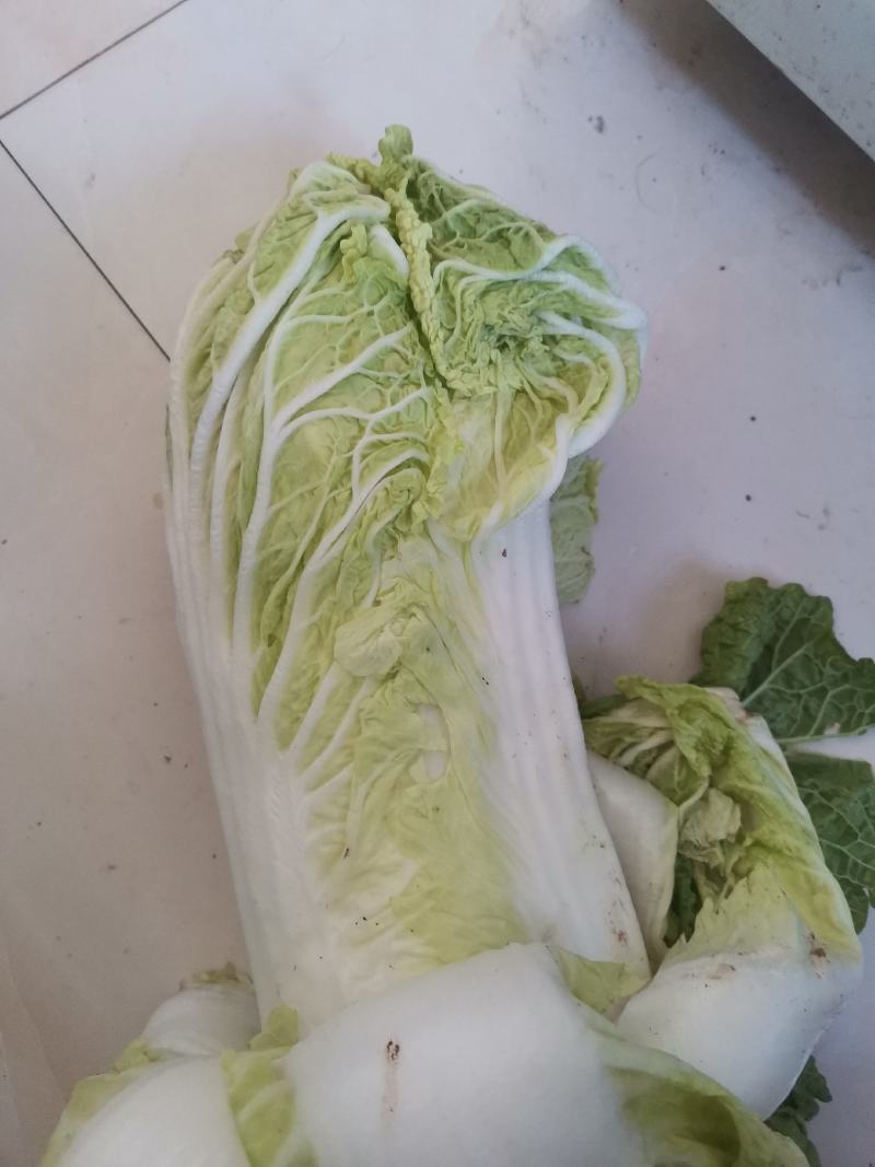 大白菜